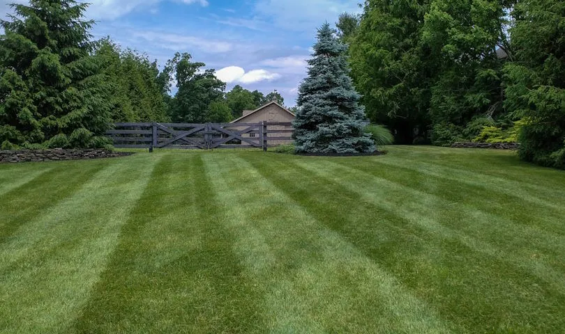 Freshly mown lawn with mowing stripes